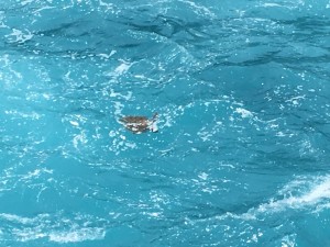 IMG 7199